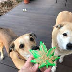 Load image into Gallery viewer, Soda Pup Chew Toy