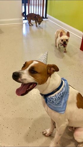 How to Throw the Perfect Barkday Party!